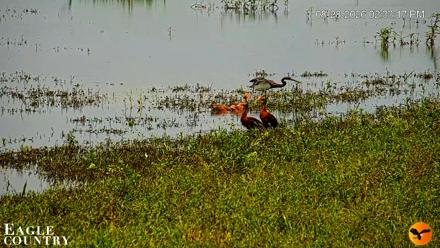 Southwest Florida River Wildlife Live Cams - Aug 28, 2026, 2:34pm EDT