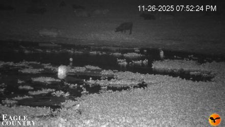 Southwest Florida River Wildlife Live Cams - Nov 26, 2025, 7:53pm EST