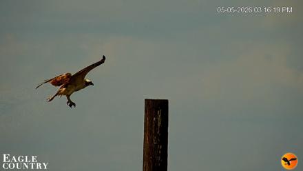 Southwest Florida River Wildlife Live Cams - May 5, 2026, 5:40pm EDT