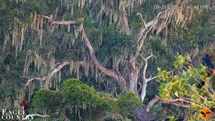 Southwest Florida River Wildlife Live Cams - Aug 21, 2026, 7:47pm EDT