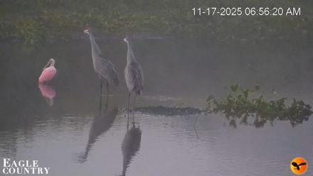 Southwest Florida River Wildlife Live Cams - Nov 17, 2025, 6:57am EST