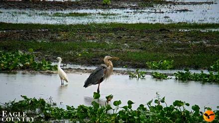 Southwest Florida River Wildlife Live Cams - May 2, 2026, 8:14pm EDT