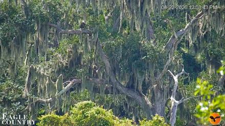 Southwest Florida River Wildlife Live Cams - Aug 22, 2026, 12:04pm EDT