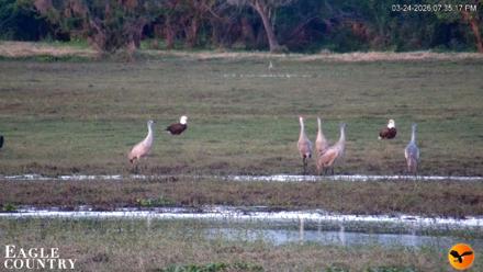 Southwest Florida River Wildlife Live Cams - Mar 24, 2026, 7:44pm EDT