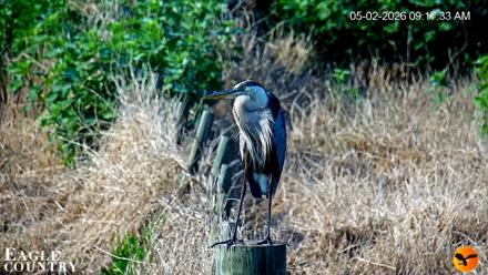 Southwest Florida River Wildlife Live Cams - May 2, 2026, 1:19pm EDT