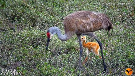 Southwest Florida River Wildlife Live Cams - Apr 22, 2026, 1:48pm EDT