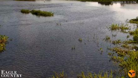 Southwest Florida River Wildlife Live Cams - Aug 16, 2026, 6:13pm EDT
