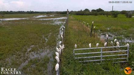 Southwest Florida River Wildlife Live Cams - Aug 5, 2026, 11:21am EDT