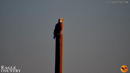 Southwest Florida River Wildlife Live Cams - Mar 3, 2026, 7:54am EST