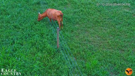 Southwest Florida River Wildlife Live Cams - Jul 12, 2026, 5:44pm EDT