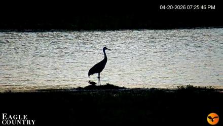 Southwest Florida River Wildlife Live Cams - Apr 20, 2026, 7:26pm EDT