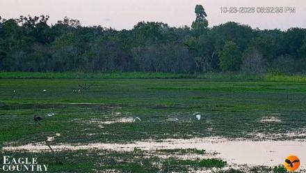 Southwest Florida River Wildlife Live Cams - Oct 23, 2026, 6:53pm EDT