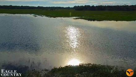 Southwest Florida River Wildlife Live Cams - Sep 30, 2026, 9:03am EDT