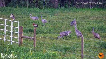 Southwest Florida River Wildlife Live Cams - Aug 10, 2026, 7:58pm EDT