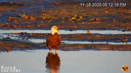 Southwest Florida River Wildlife Live Cams - Nov 18, 2025, 5:13pm EST