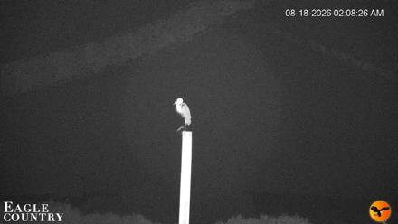 Southwest Florida River Wildlife Live Cams - Aug 18, 2026, 2:09am EDT