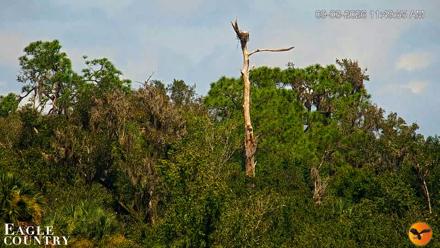 Southwest Florida River Wildlife Live Cams - Sep 3, 2026, 11:50am EDT