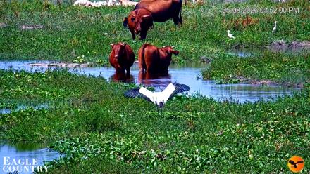 Southwest Florida River Wildlife Live Cams - May 8, 2026, 3:52pm EDT