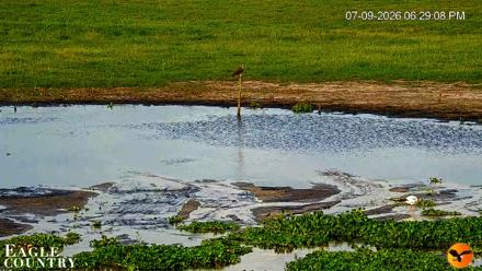 Southwest Florida River Wildlife Live Cams - Jul 9, 2026, 6:30pm EDT