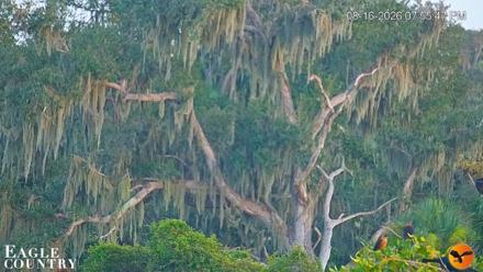 Southwest Florida River Wildlife Live Cams - Aug 16, 2026, 7:56pm EDT