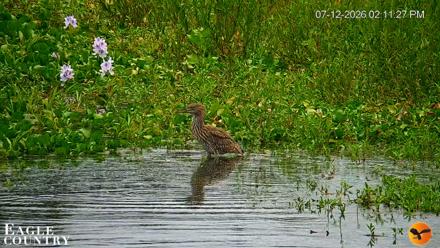 Southwest Florida River Wildlife Live Cams - Jul 12, 2026, 2:13pm EDT