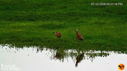 Southwest Florida River Wildlife Live Cams - Jul 12, 2026, 5:31pm EDT