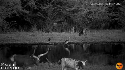 Southwest Florida River Wildlife Live Cams - Apr 22, 2026, 6:58am EDT