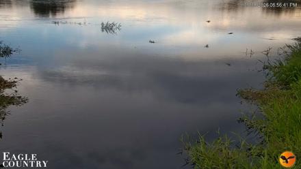 Southwest Florida River Wildlife Live Cams - Sep 8, 2026, 6:57pm EDT