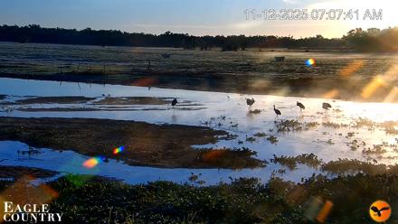 Southwest Florida River Wildlife Live Cams - Nov 12, 2025, 7:08am EST