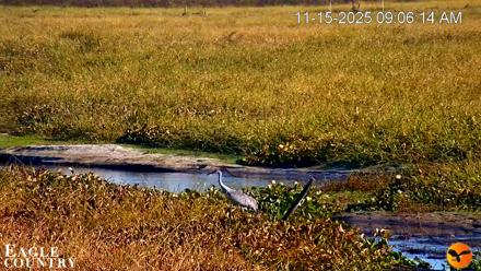 Southwest Florida River Wildlife Live Cams - Nov 15, 2025, 9:07am EST