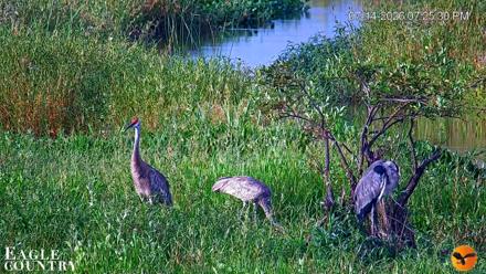 Southwest Florida River Wildlife Live Cams - Jul 14, 2026, 7:26pm EDT