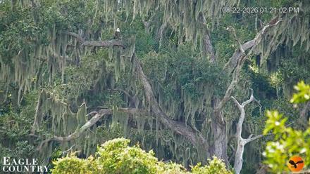 Southwest Florida River Wildlife Live Cams - Aug 22, 2026, 1:22pm EDT