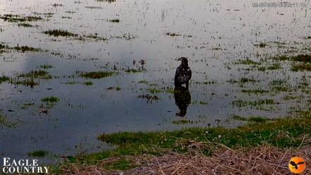 Southwest Florida River Wildlife Live Cams - Mar 2, 2026, 4:50pm EST