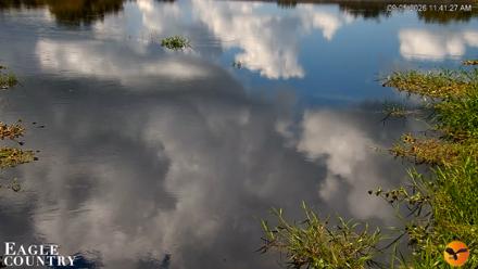 Southwest Florida River Wildlife Live Cams - Sep 5, 2026, 11:41am EDT