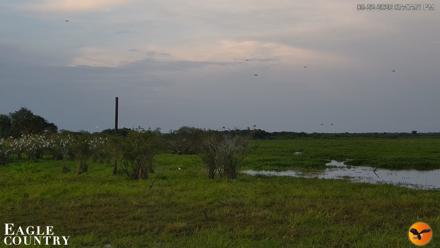 Southwest Florida River Wildlife Live Cams - Aug 22, 2026, 7:48pm EDT