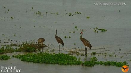Southwest Florida River Wildlife Live Cams - Jul 10, 2026, 6:48pm EDT
