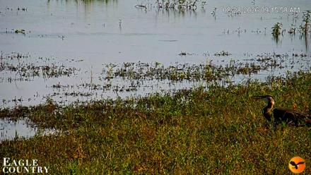 Southwest Florida River Wildlife Live Cams - Aug 28, 2026, 9:17am EDT