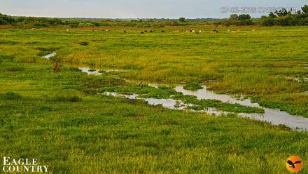 Southwest Florida River Wildlife Live Cams - Jul 3, 2026, 7:37pm EDT