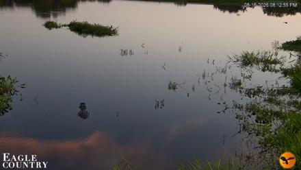 Southwest Florida River Wildlife Live Cams - Aug 16, 2026, 8:13pm EDT