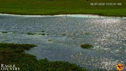 Southwest Florida River Wildlife Live Cams - Jun 7, 2026, 10:03am EDT