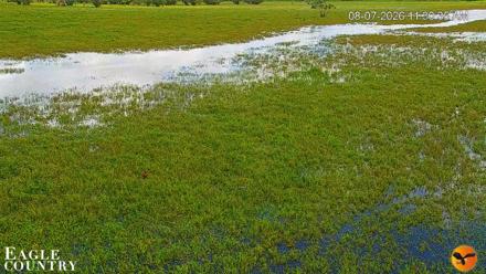 Southwest Florida River Wildlife Live Cams - Aug 7, 2026, 11:31am EDT