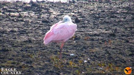 Southwest Florida River Wildlife Live Cams - Nov 16, 2025, 5:09pm EST