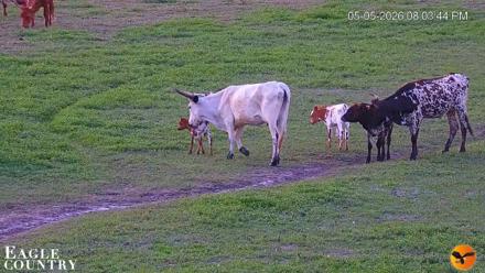 Southwest Florida River Wildlife Live Cams - May 5, 2026, 8:05pm EDT