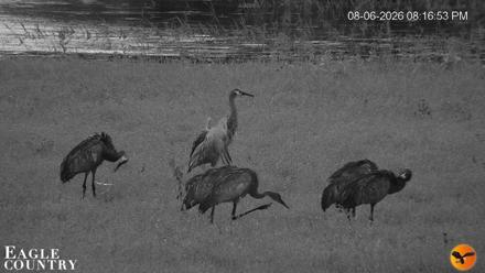 Southwest Florida River Wildlife Live Cams - Aug 6, 2026, 8:17pm EDT