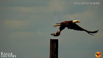 Southwest Florida River Wildlife Live Cams - May 5, 2026, 5:39pm EDT