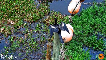 Southwest Florida River Wildlife Live Cams - Jun 5, 2026, 8:34am EDT