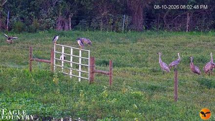 Southwest Florida River Wildlife Live Cams - Aug 10, 2026, 8:03pm EDT