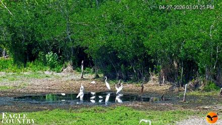 Southwest Florida River Wildlife Live Cams - Apr 27, 2026, 10:45pm EDT
