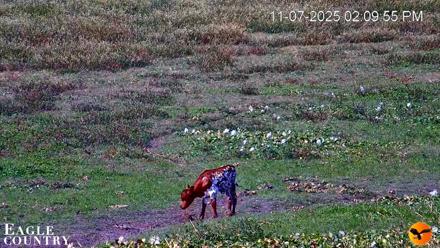 Southwest Florida River Wildlife Live Cams - Nov 7, 2025, 2:11pm EST