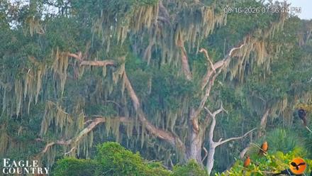 Southwest Florida River Wildlife Live Cams - Aug 16, 2026, 7:57pm EDT